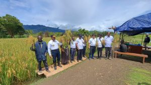 Pemda Jayawijaya Ajak Petani Manfaatkan Lahan Tidur untuk Persawahan