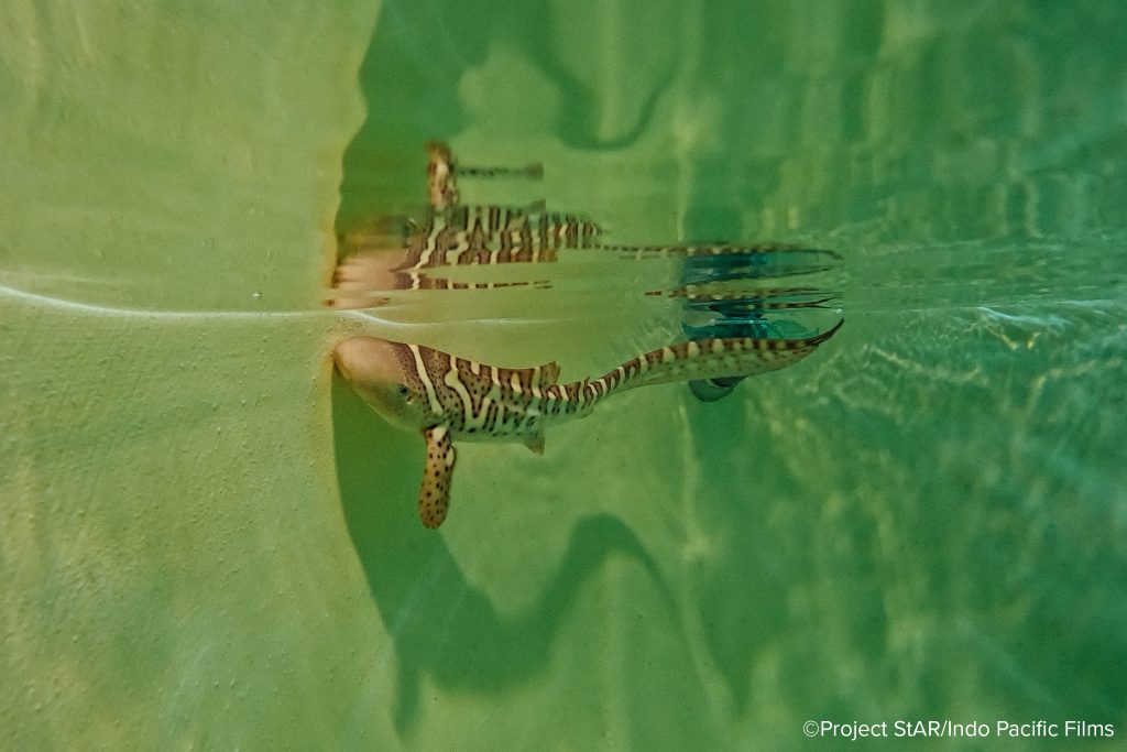 Tiga Anakan Hiu Belimbing Dilepasliarkan ke Laguna Wayag Raja Ampat