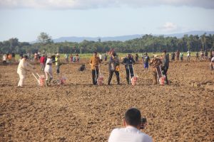 Jokowi Tanam Perdana Jagung Hibrida 10.000 Hektar di Keerom