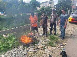 Polresta Jayapura Kota Musnahkan 3 Kg Ganja