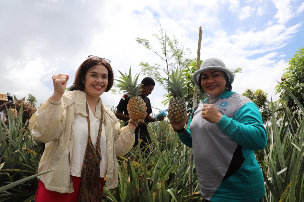 Ketua TP PKK Papua Barat Panen Nenas, Ingatkan Ketersediaan Pasar