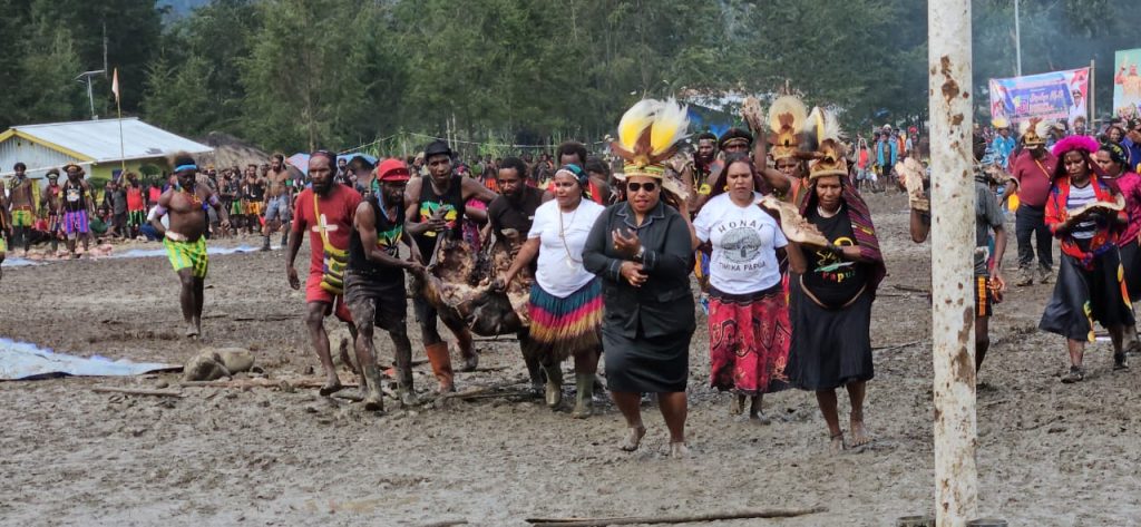 Syukuran HUT-15 Kabupaten Puncak, Bakar Batu dengan 315 Ekor Wam (Babi)