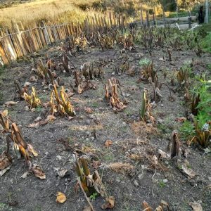 Dua Distrik Terdampak Kekeringan, Pemkab Puncak Tetapkan Status Tanggap Darurat