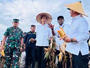 Presiden Jokowi Tinjau Ladang Jagung di Kabupaten Keerom