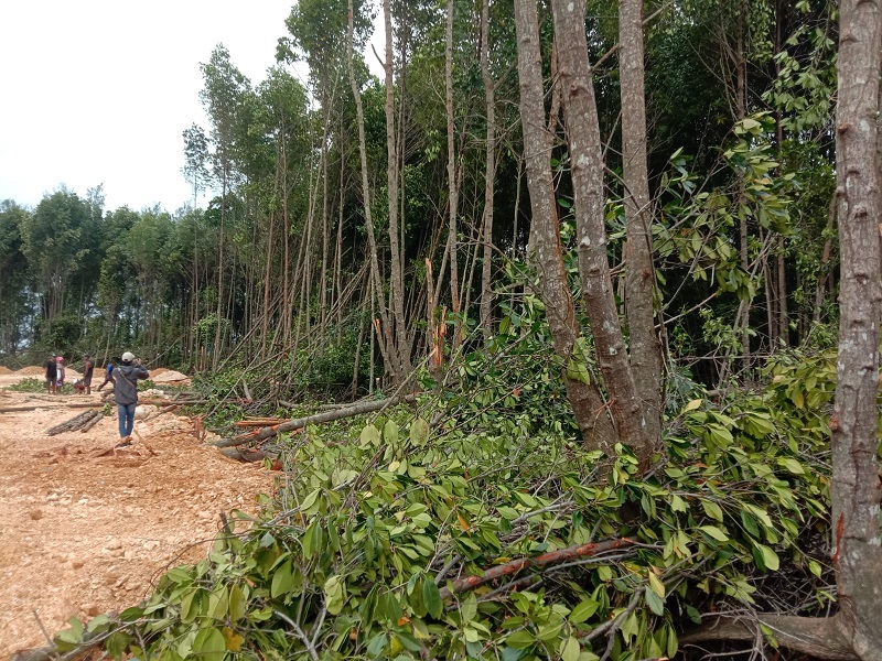 Polda Papua Klarifikasi Keterlibatan Oknum Kepolisian dalam Penimbunan Hutan Mangrove