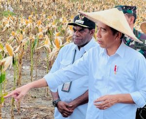 Jokowi  Kembali ke Keerom Tiga Bulan Lagi untuk Panen Jagung 45 Hektar