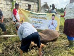 Paulus Waterpauw Sumbang Satu Ekor Sapi Qurban untuk Umat Muslim di Perbatasan RI-PNG