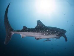 PT PIS dan KLHK Temukan 203 Hiu Paus Baru di Teluk Cendrawasih Nabire 