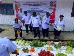 Tingkatkan Ekonomi Keluarga, Pemkab Puncak Beli Hasil Kebun Warga Gunakan Dana Otsus