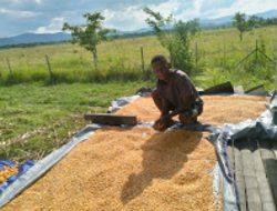 Kebun Tuli Yotoro Panen Jagung Tahap II