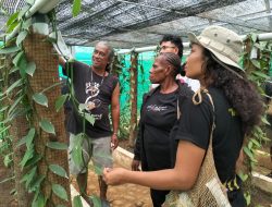 Kelompok Tani Ayem Kulon Progo Perkenalkan Cara Budidaya Vanili di Green House
