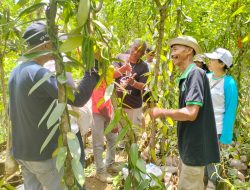 BUMMA Namblong Belajar Budidaya Vanili di Mbajing Kulon Progo