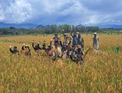Pemkab Jayawijaya dan Kelompok Tani Warolhi Panen Padi Toraja