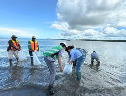 Freeport Tebar 10.000 Anakan Ikan Barramundi dan 500 Kepiting Bakau di Muara Sungai Ajkwa