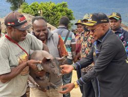Pasca Diserang Wabah ASF, Pemkab Puncak Bagikan Bibit Ternak Babi ke Kelompok Tani