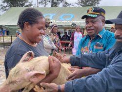 Lagi, Pemkab Puncak Salurkan 44 ekor Bibit Babi untuk Masyarakat Distrik Omukia