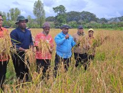 Bupati Jayawijaya Bersama Poktan di Hubikosi Panen Raya Padi Seluas 10,5 Hektar