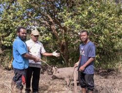 Penyaluran Bantuan Usaha Ternak Babi Dorong Kemandirian Ekonomi Lokal di Dogiyai