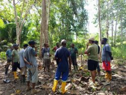 BUMMA Namblong Tuntaskan Tanam 3.000 Merbau di Tiga Kampung di Jayapura