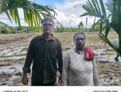 BUMMA Namblong dan Marga Daka Optimalkan Lahan Ulayat untuk Pengembangan Padi di Kuimeno