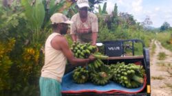 Papua Selatan Alami Inflasi pada Januari 2026