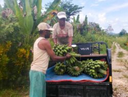 Papua Selatan Alami Inflasi pada Januari 2026