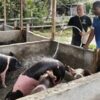 BUMMA PT Yombe Namblong Nggua Kembangkan Ternak Babi di Nimboran