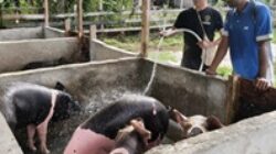 BUMMA PT Yombe Namblong Nggua Kembangkan Ternak Babi di Nimboran