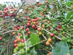 Pencinta Kopi Wajib Tau! Ada Wamena Kopi Festival di Bulan Agustus Nanti