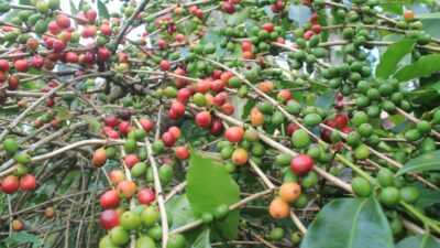 Pencinta Kopi Wajib Tau! Ada Wamena Kopi Festival di Bulan Agustus Nanti