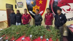 Polres Jayawijaya Ungkap Ladang Ganja di Kampung Pipukmo