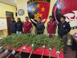 Polres Jayawijaya Ungkap Ladang Ganja di Kampung Pipukmo
